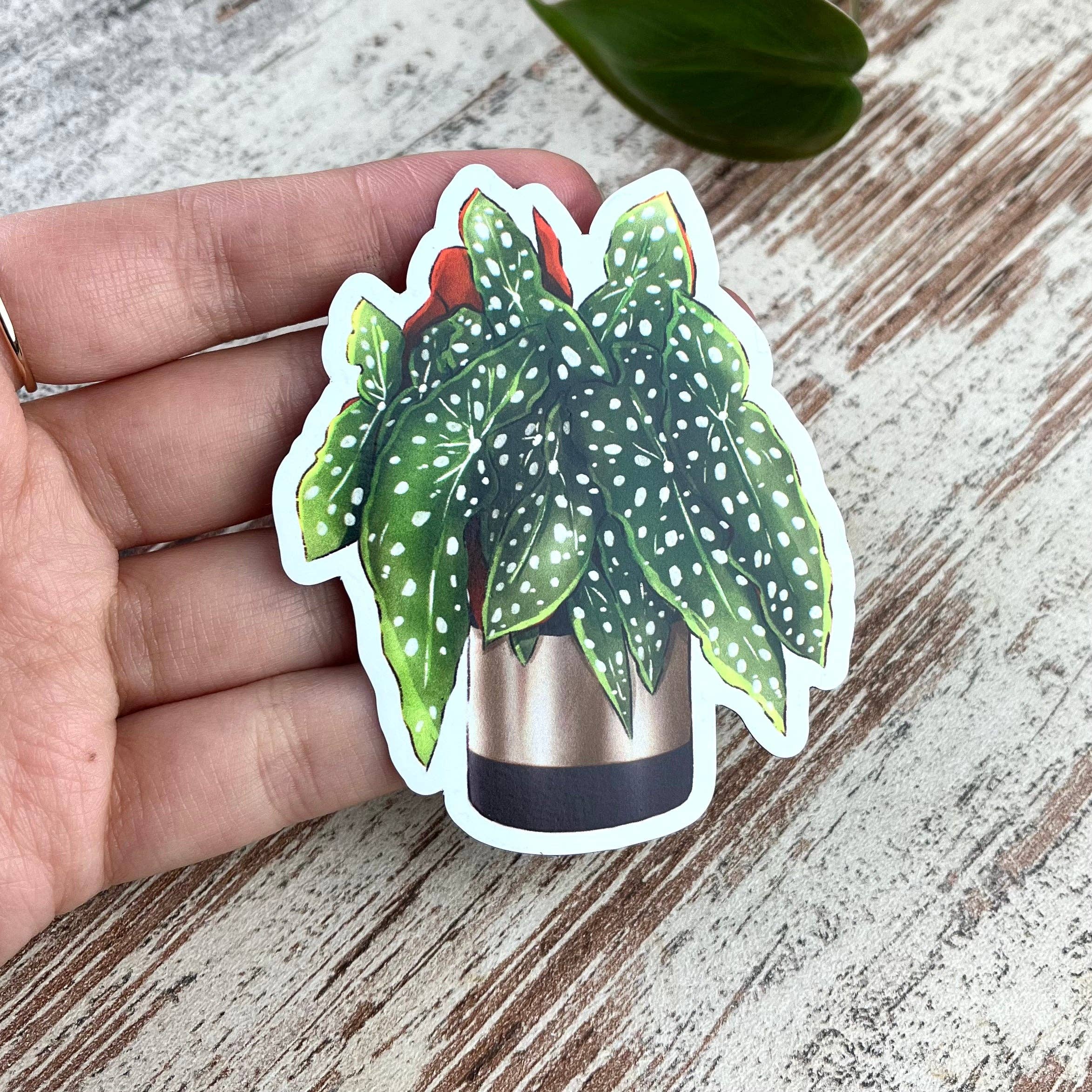 plantyintroverts - Wholesale Magnet - Magnet - Begonia Maculata in Pot, Plantmom, Plantlover7