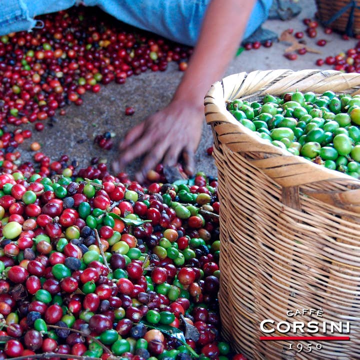Caffè Corsini - Venta al por mayor Café en grano - Granos de café | El Salvador | 100% Arábica | 250g2
