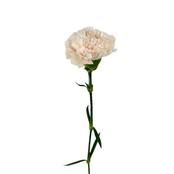 Metro Flower Market - Wholesale Fresh Cut Flowers - Carnation Peach - Fresh Cut Flowers