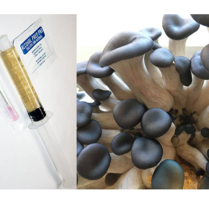 Midwest Grow Kits - Wholesale DIY craft kit - Blue Oyster Liquid Culture Syringe (10cc)3