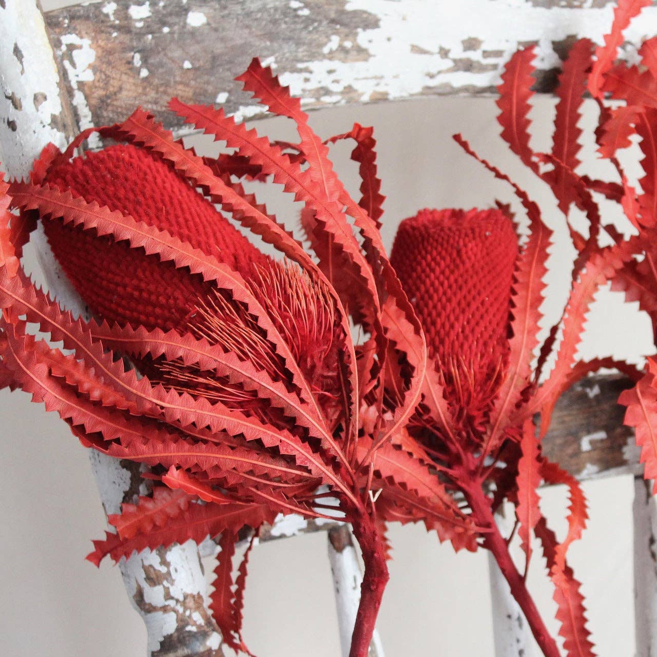 Roxanne's Dried Flowers - Wholesale Dried/Pressed Flowers - Banksia - Hookeriana2