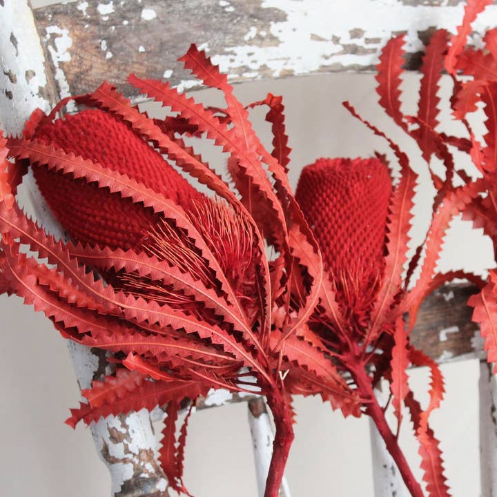 Roxanne's Dried Flowers - Wholesale Dried/Pressed Flowers - Banksia - Hookeriana2