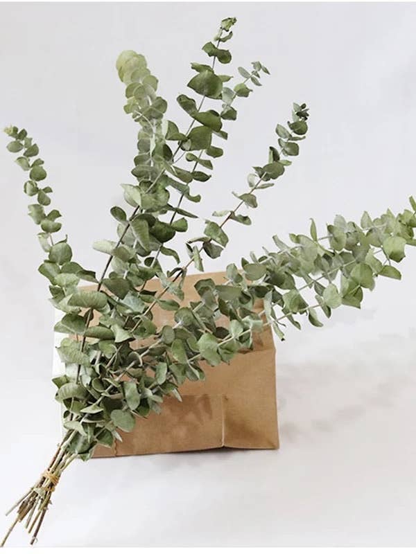 Dried Eucalyptus Bunch for wholesale by Blond home