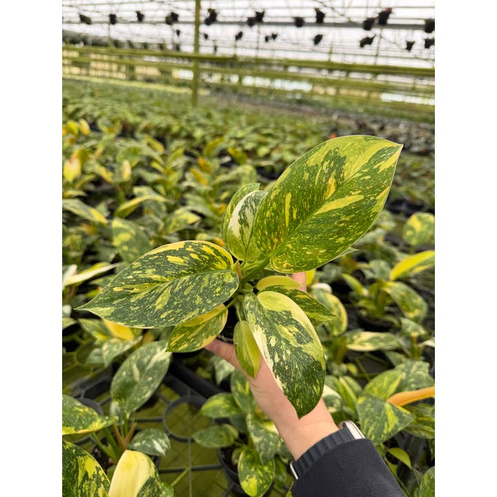 Central Florida Ferns & Foliage - Wholesale Live Plant - 4" Philodendron Green Congo 'Nuclear' - Rare Houseplant2