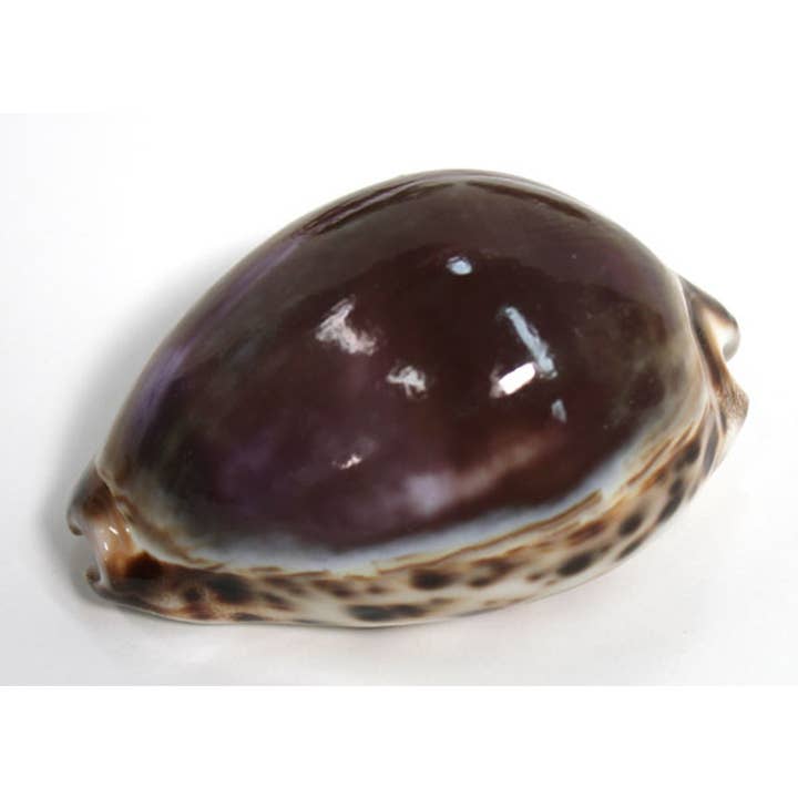California Seashell Company - Wholesale Decorative Tabletop Object - Purple Top Cowrie Seashell 2.5-3"