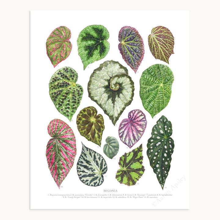 Impression sur les espèces de bégonia, taille S pour la vente par Aaron Apsley Artwork