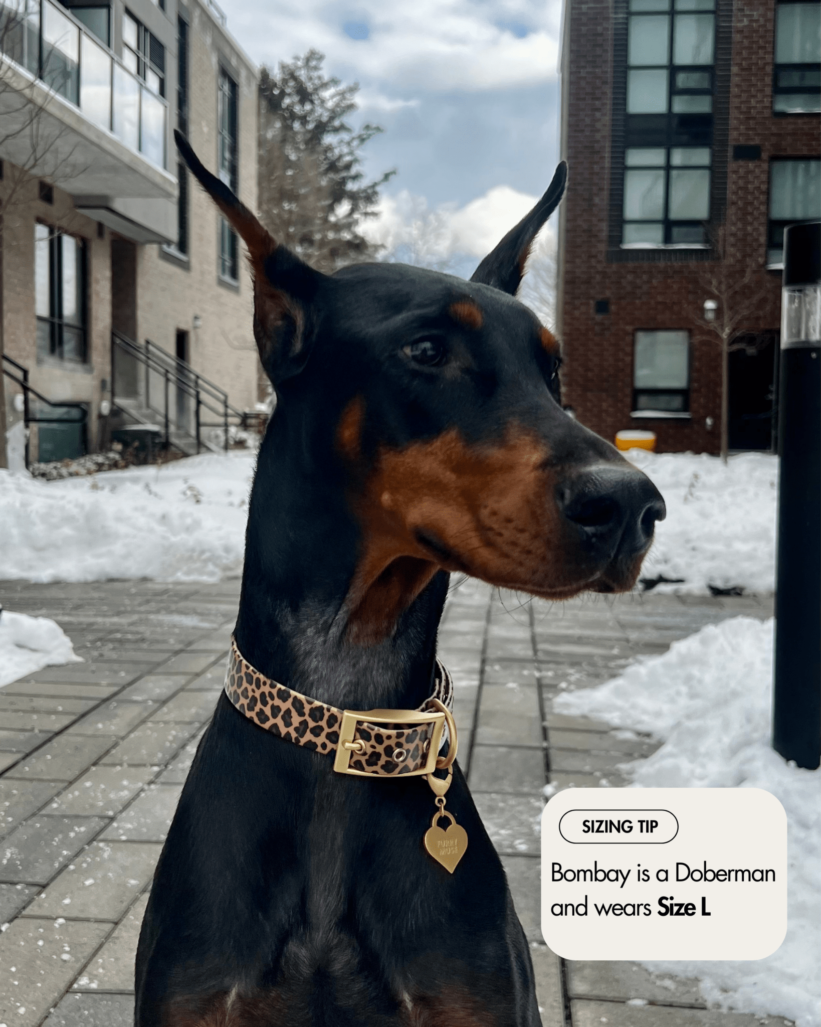 Wander! Waterproof Collar Leopard for wholesale on Faire4