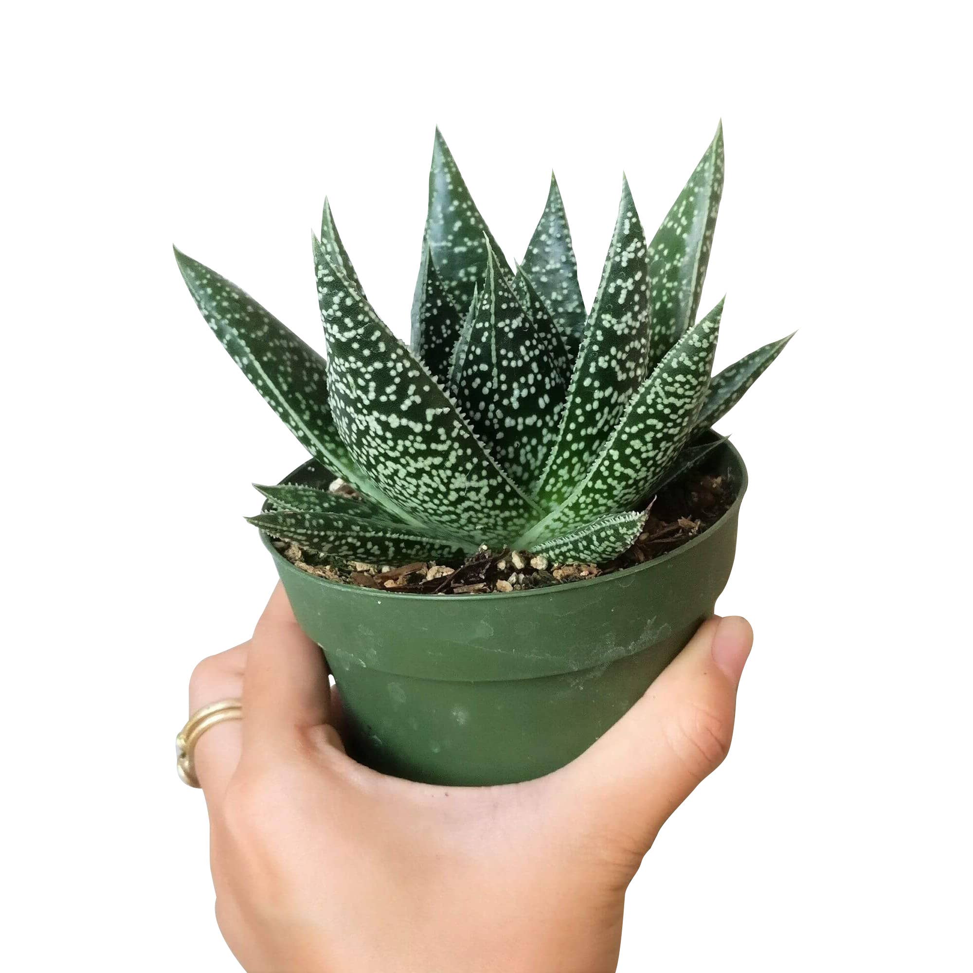 Best Plant Friend - Wholesale Succulent - Gasteria Flow Spike Aloe 2in/4in - Unique Shaped Succulent3
