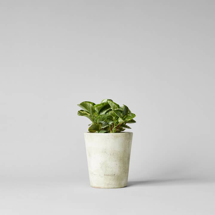 Bloomist - Wholesale Plant Pot - Basic Planter, White Patina5
