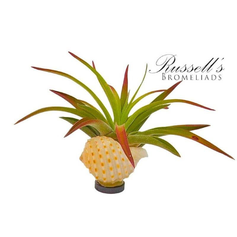 Russell's Bromeliads - Wholesale Live Plant - Magnet Shell with Air Plant1