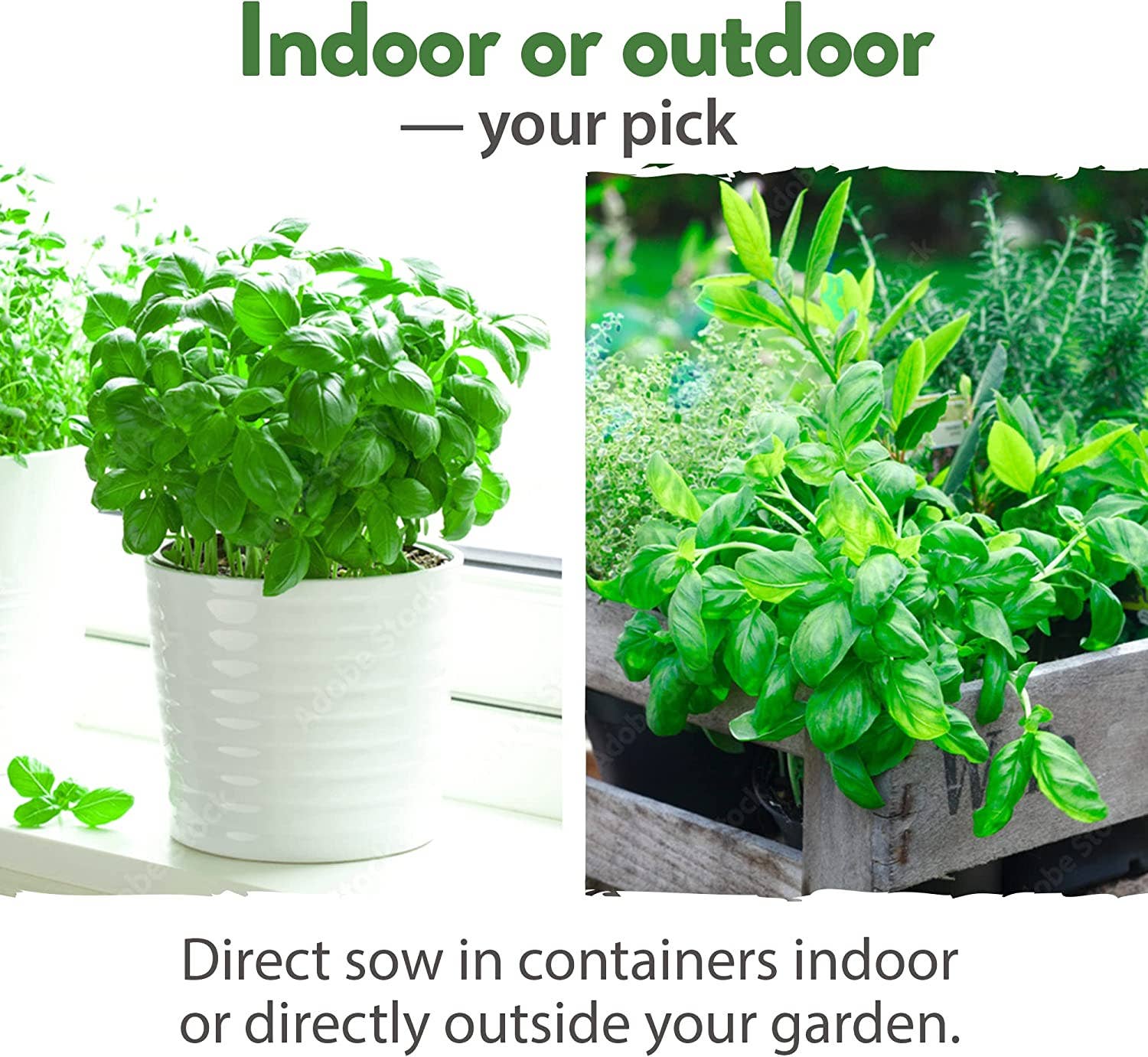 Homegrown Garden - Wholesale Plant Seeds - 15 Culinary Herb Seed Vault - Heirloom and Non GMO7