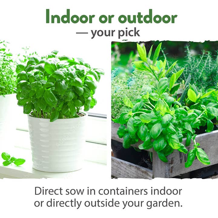 Homegrown Garden - Wholesale Plant Seeds - 15 Culinary Herb Seed Vault - Heirloom and Non GMO7