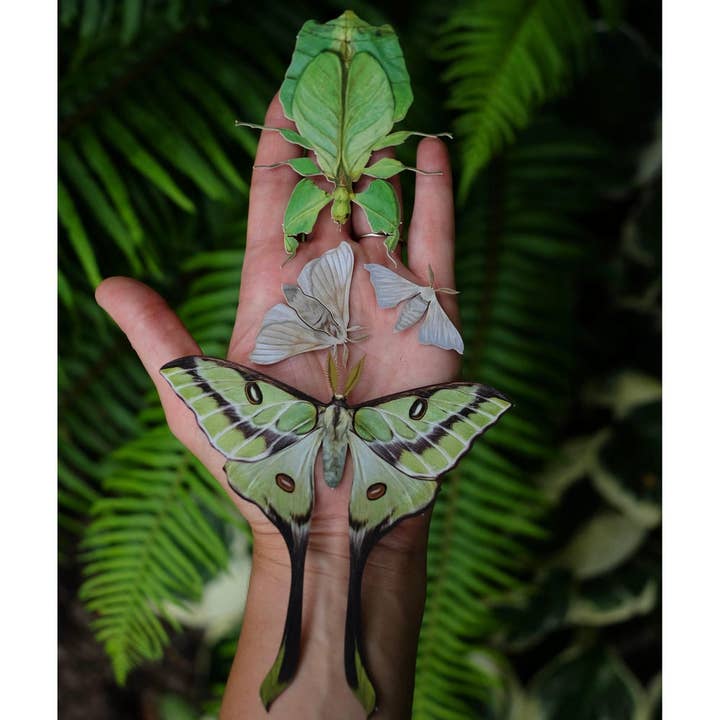Moth and Myth - Venta al por mayor Recortables - Set de insectos de hojas y polillas Besanti «Leaf»