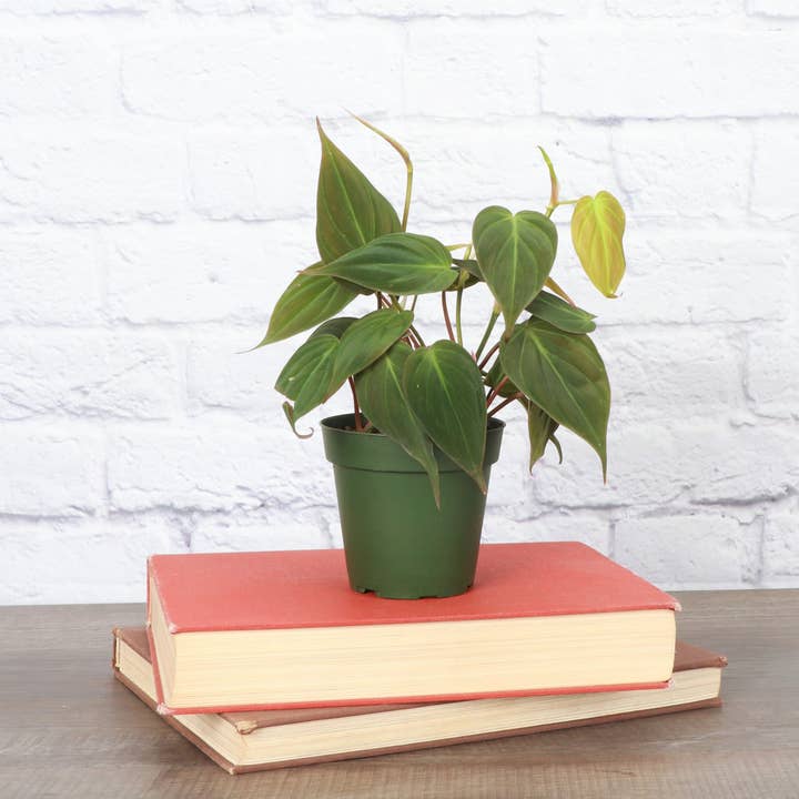 Thorsen's Greenhouse - Wholesale Live Plant - Philodendron Micans - Live Plant1