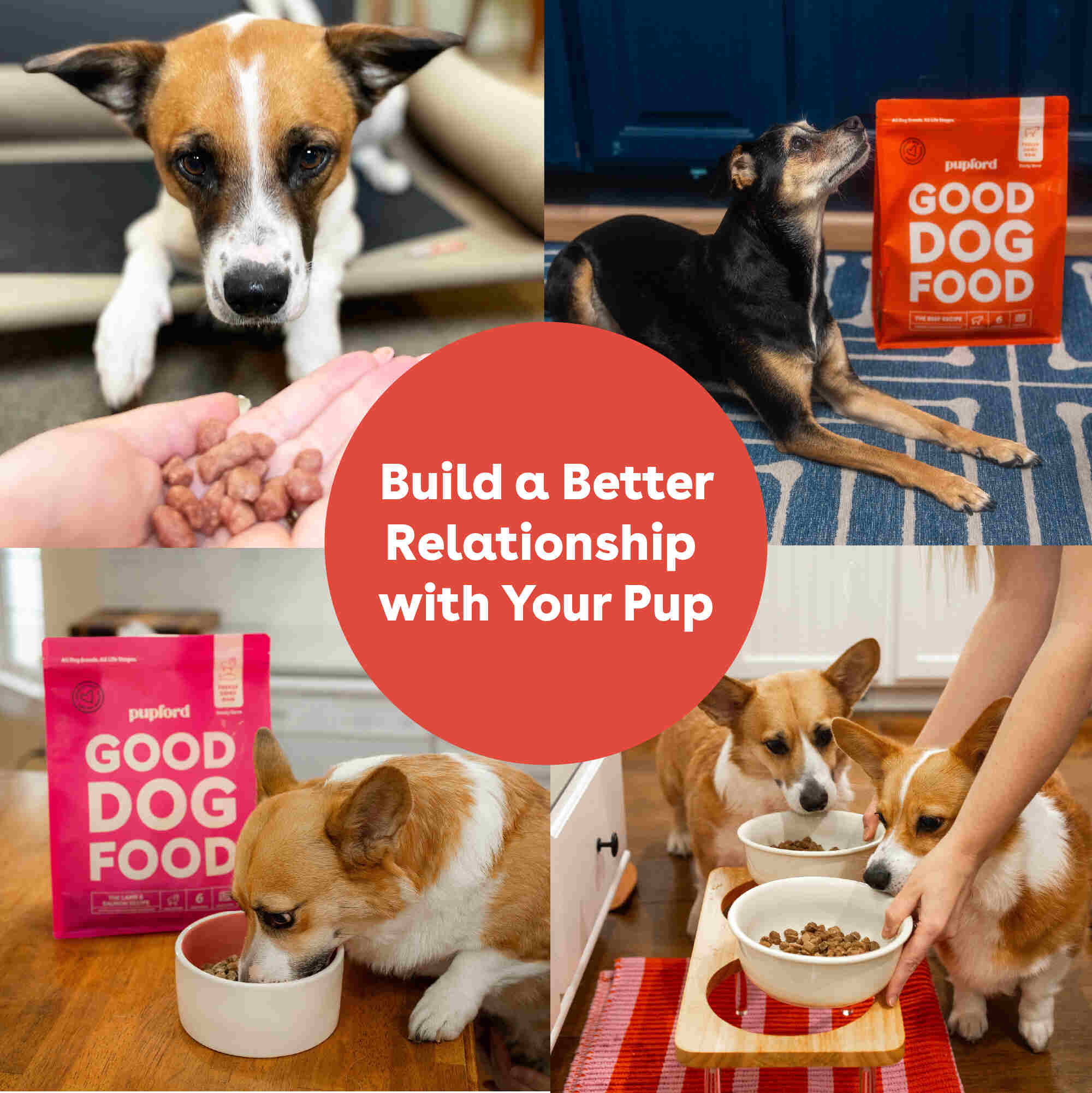 Pupford - Vente Nourriture – chien - Nourriture pour chiens crue lyophilisée - Recette au bœuf12