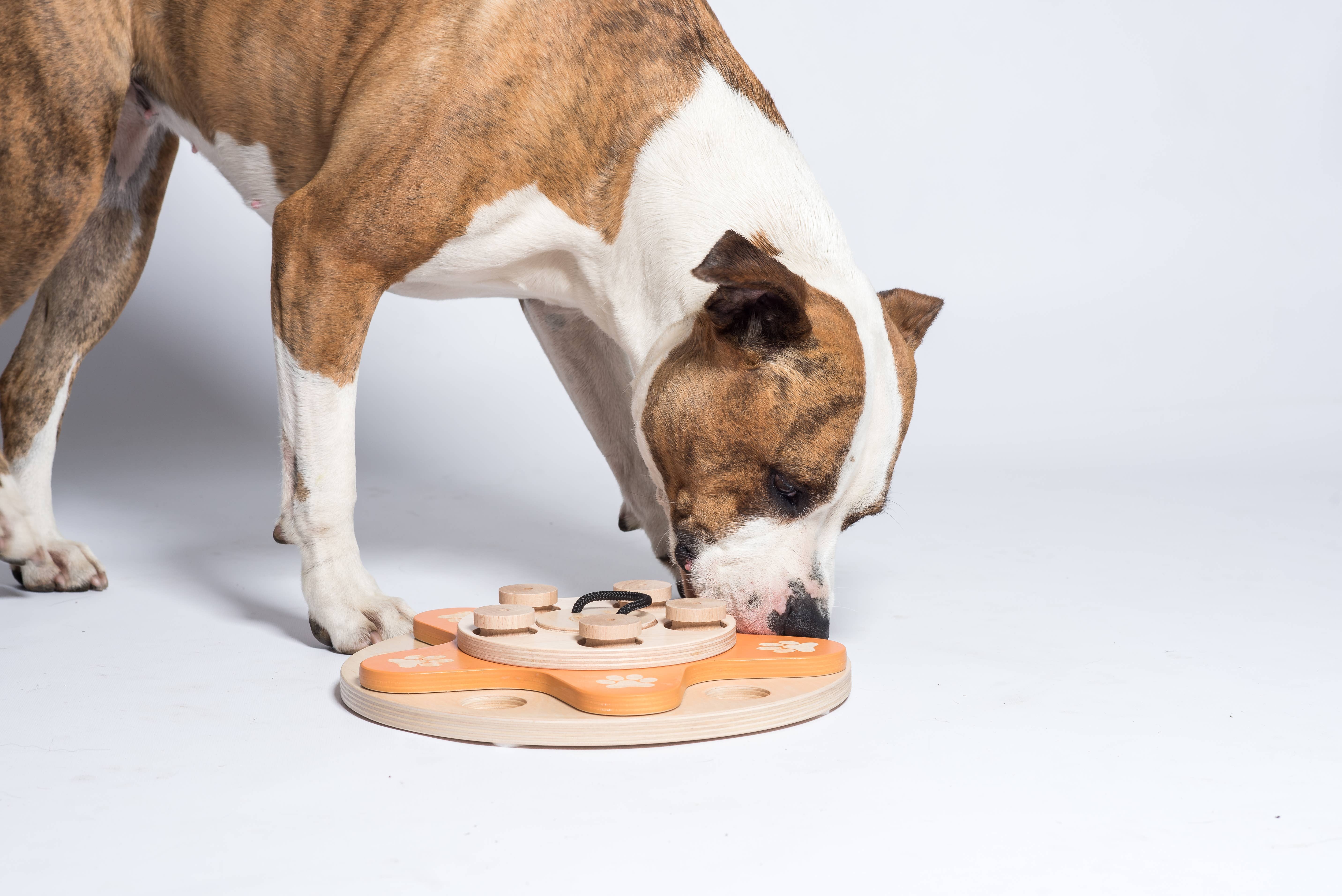 My Intelligent Dogs - Wholesale Pet Toy - Dog - Dog's Flower - intelligent game for dogs1