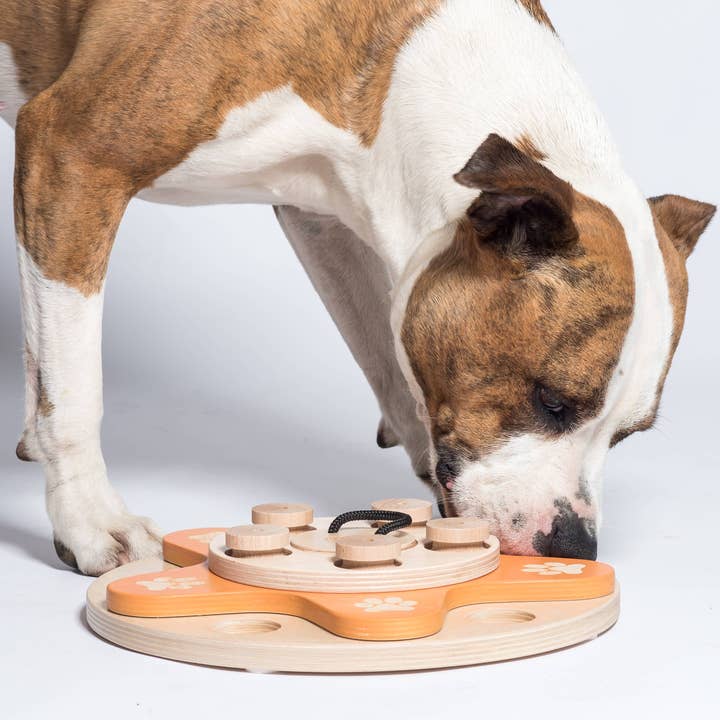 My Intelligent Dogs – Großhandel Haustierspielzeug – Hund – Dog's Flower – Intelligentes Spiel für Hunde1