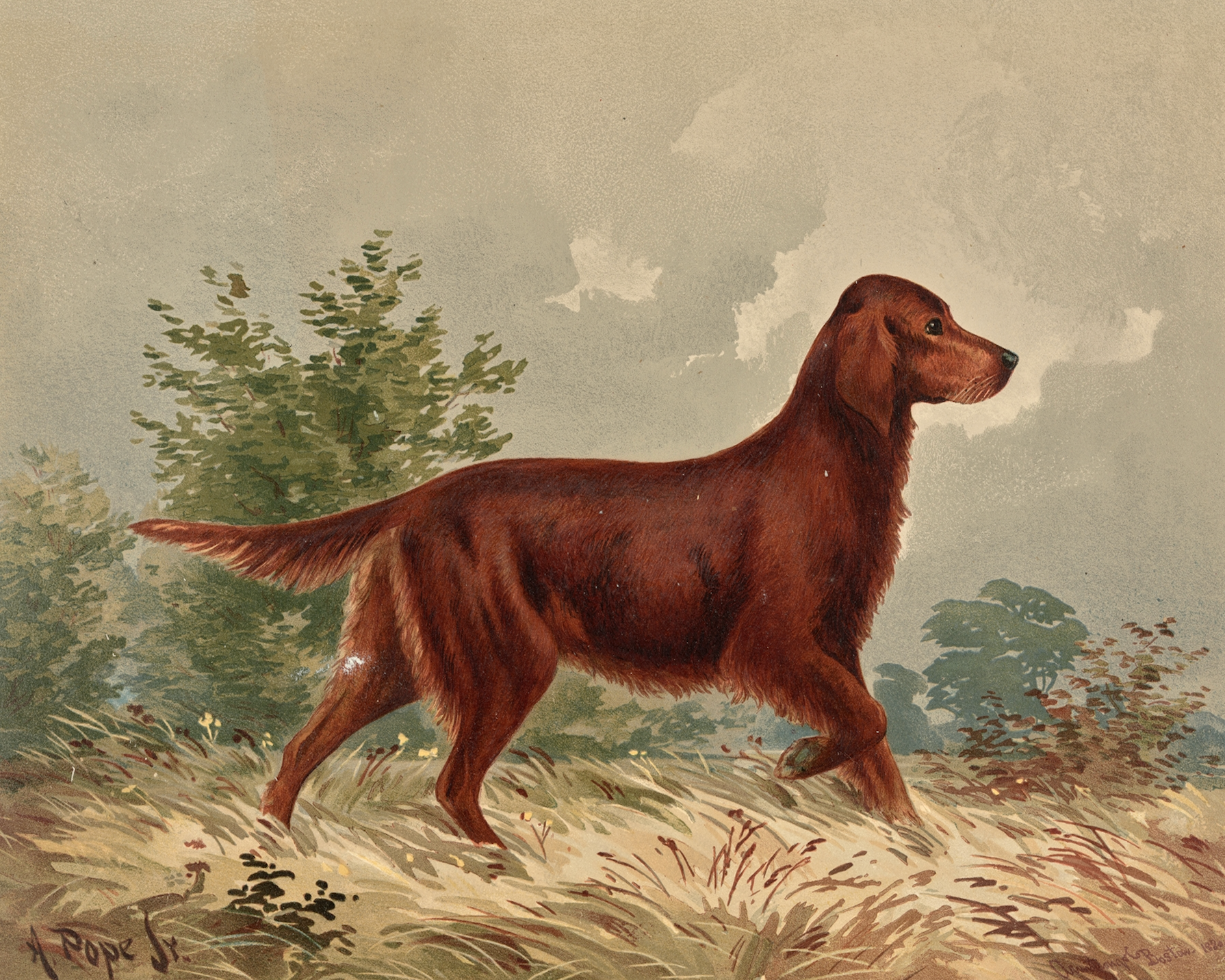 Sea to Skye - Wholesale Art Print - Flatcoated Retriever Antique Art Print1