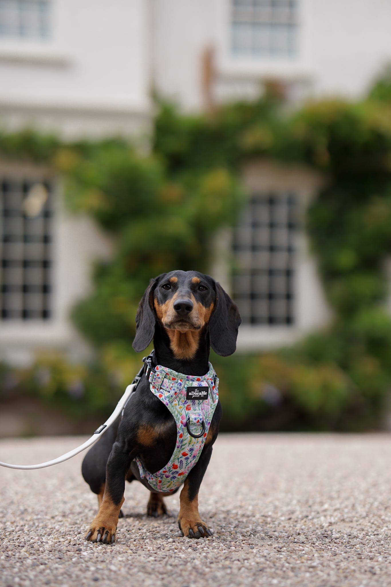 The aDoraBle Pooch Company - Wholesale Tuig voor huisdieren - Hond - Hike & Go Lite™ Harnas - Wildflower Meadow6