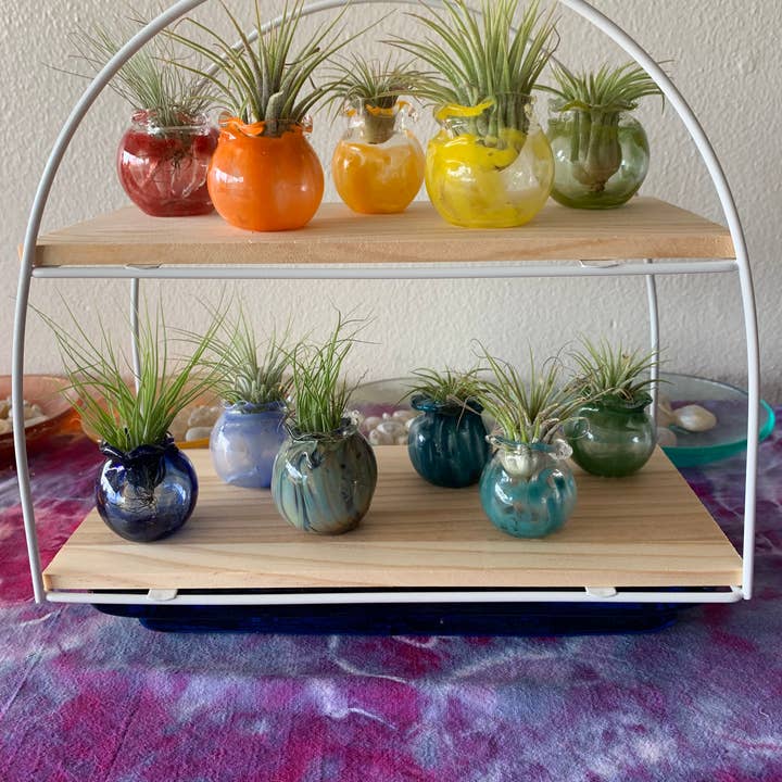 Terrapin Glass Gardens - Wholesale Hanging Planter -
Hand Blown Colorful Glass Vessels with Air Plant