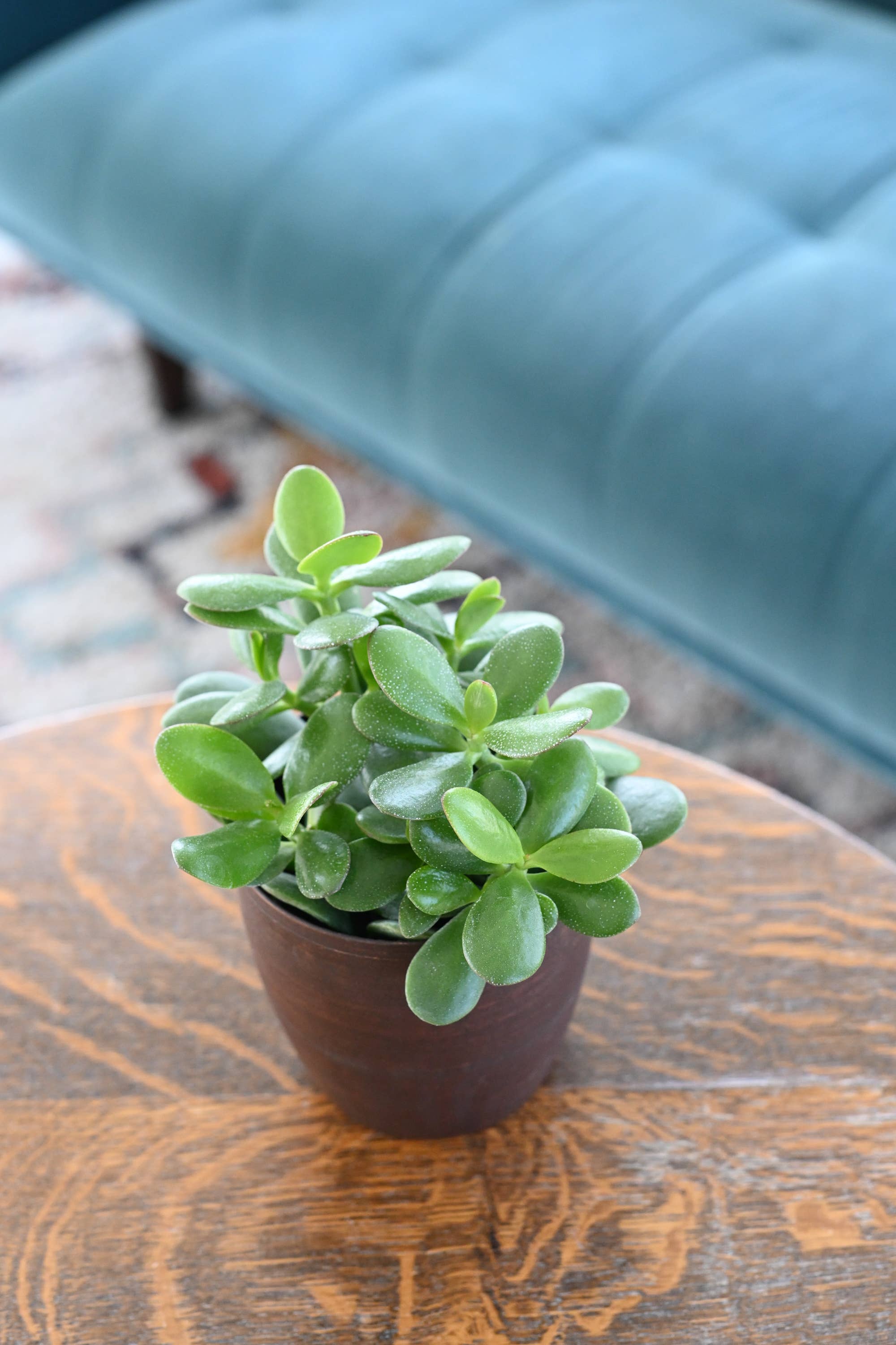 Thorsen's Greenhouse - Wholesale Succulent - Jade Succulent Plant - Live Plant4