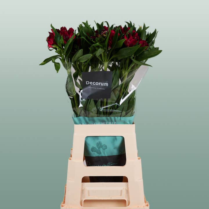 Alstroemeria Nadya (10 Stems) for wholesale by All Occasions Wholesale