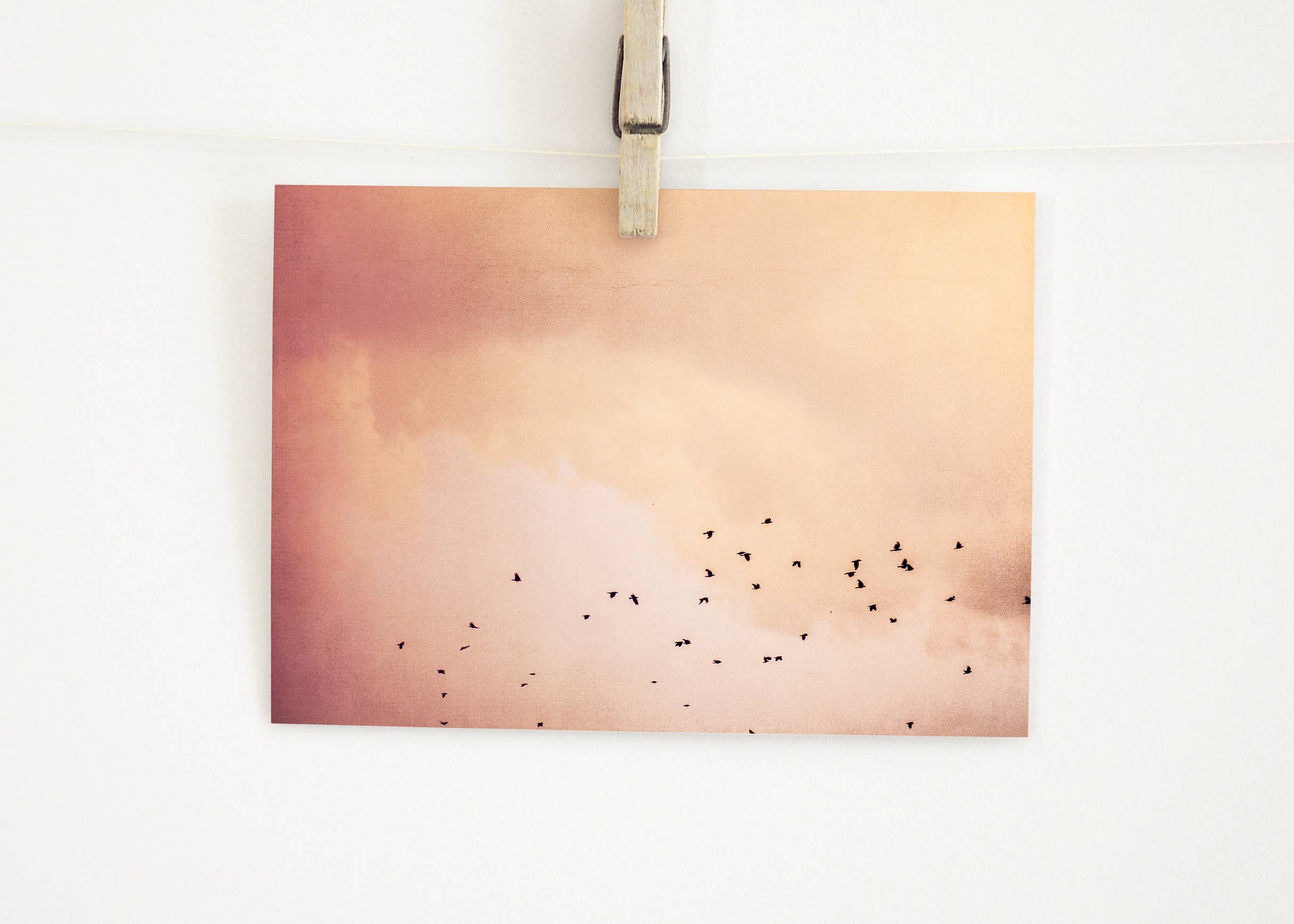 Justepixx - Wholesale Postcard - Postcard birds in the sky A62