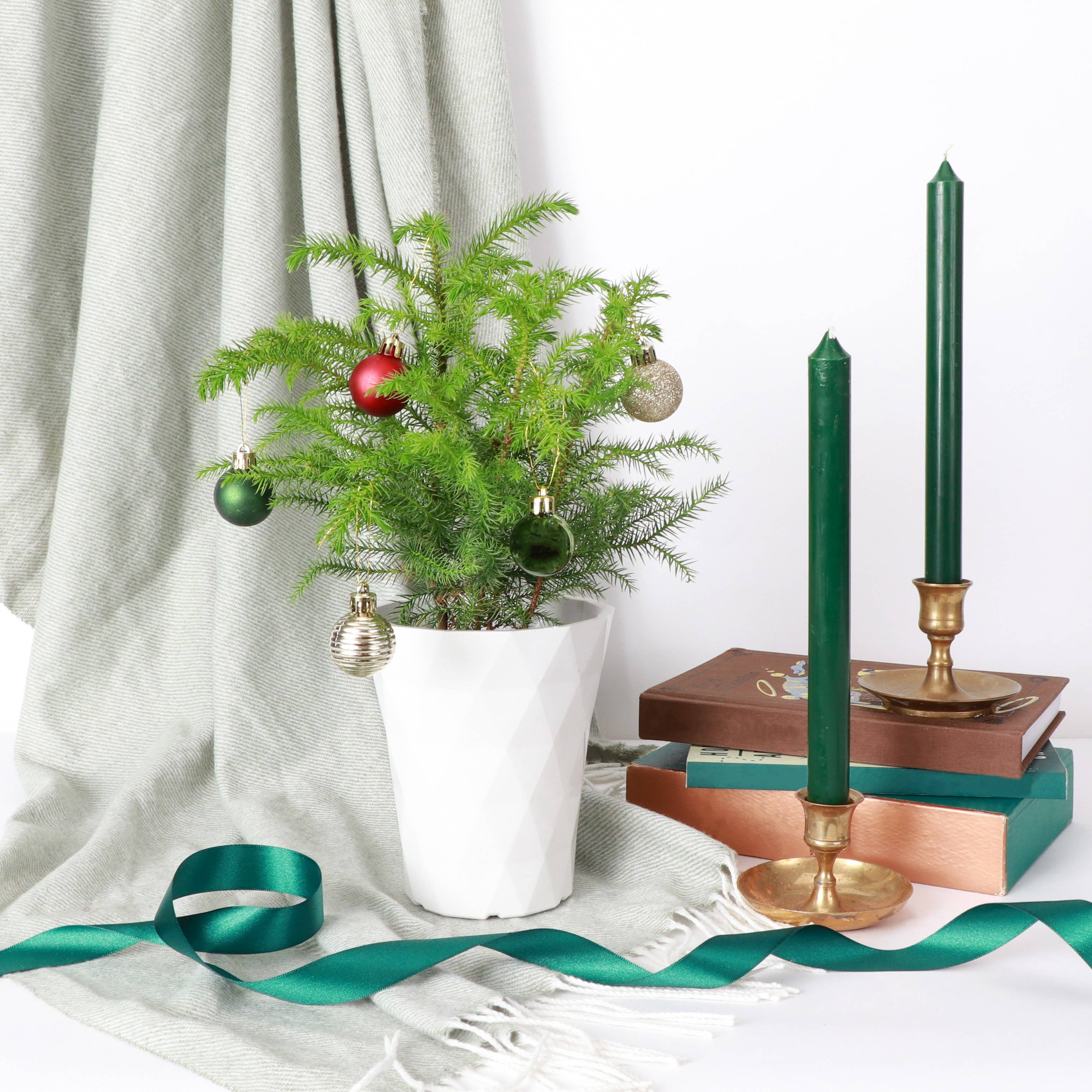 Thorsen's Greenhouse - Wholesale Live Plant - Norfolk Island Pine -  Live Plant9