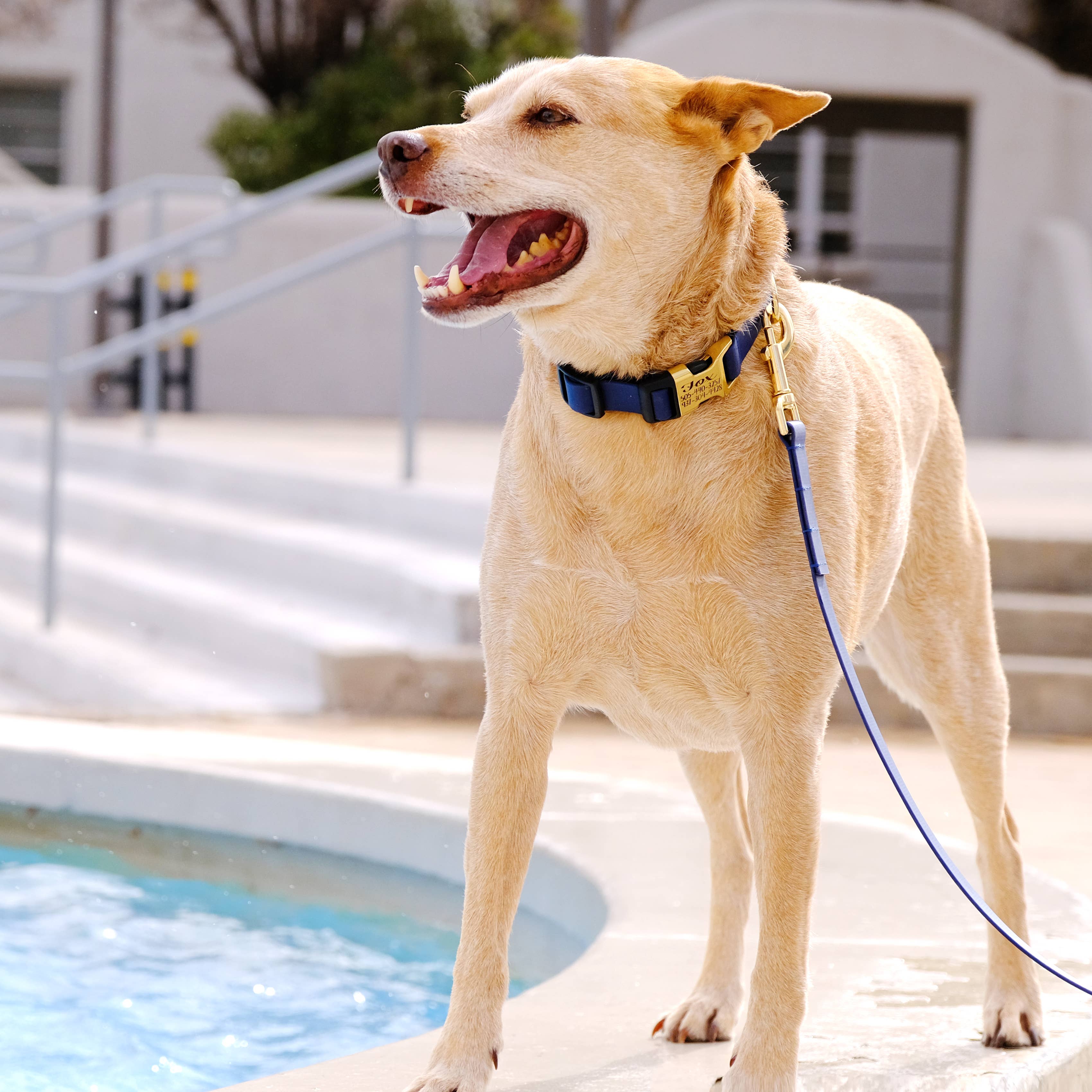 Mimi Green - Wholesale Pet Collar - Dog - Waterproof Dog Collar - Sewn Midweight Biothane2