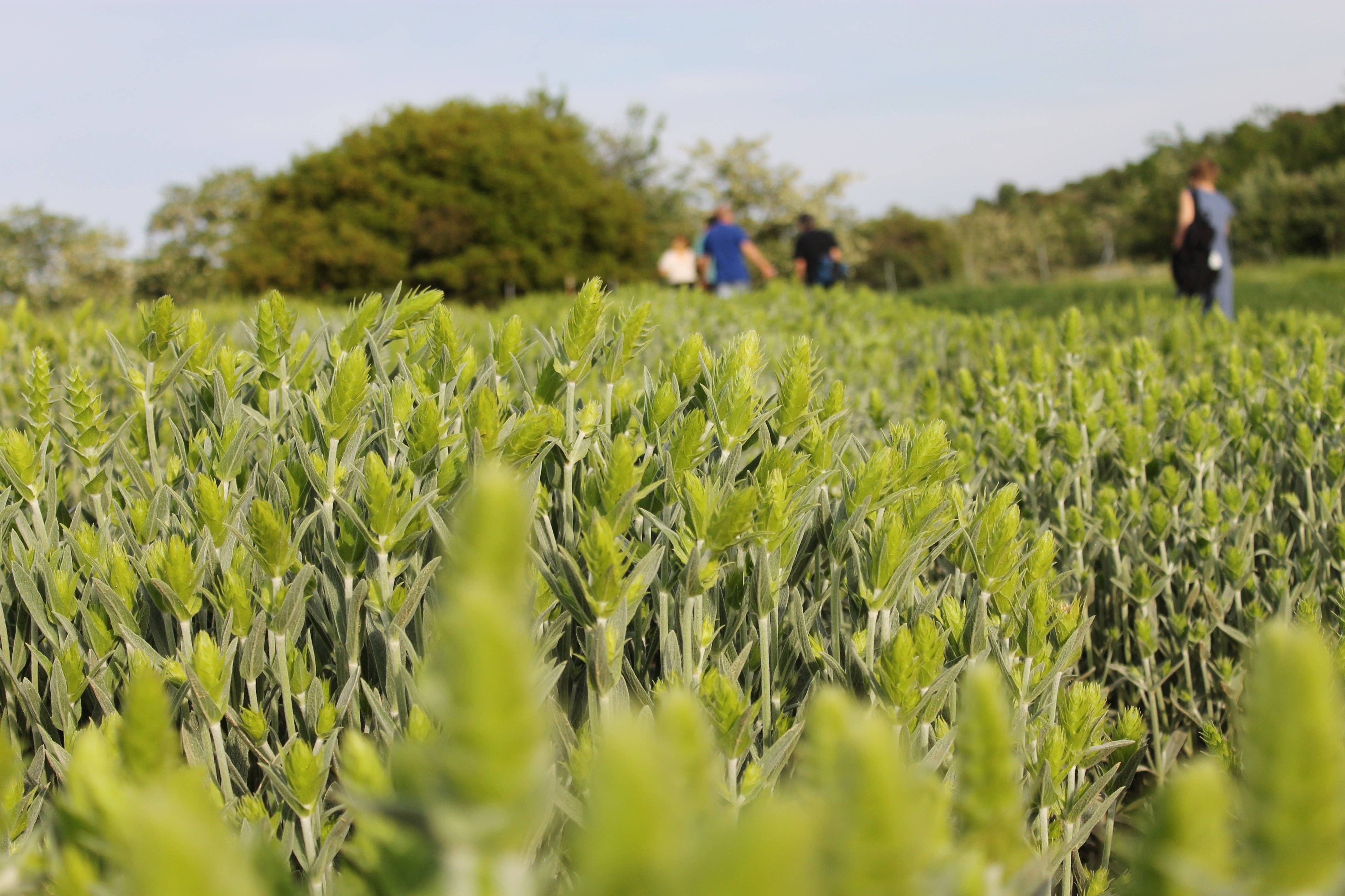 Aroma Olymp - Wholesale Health/Detox Tea - Greek organic mountain tea from Olympus6