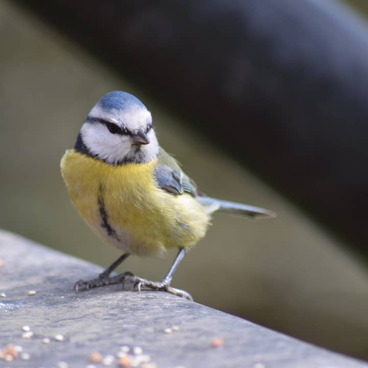 Blue tit A4 print for wholesale by Red Berry Photos
