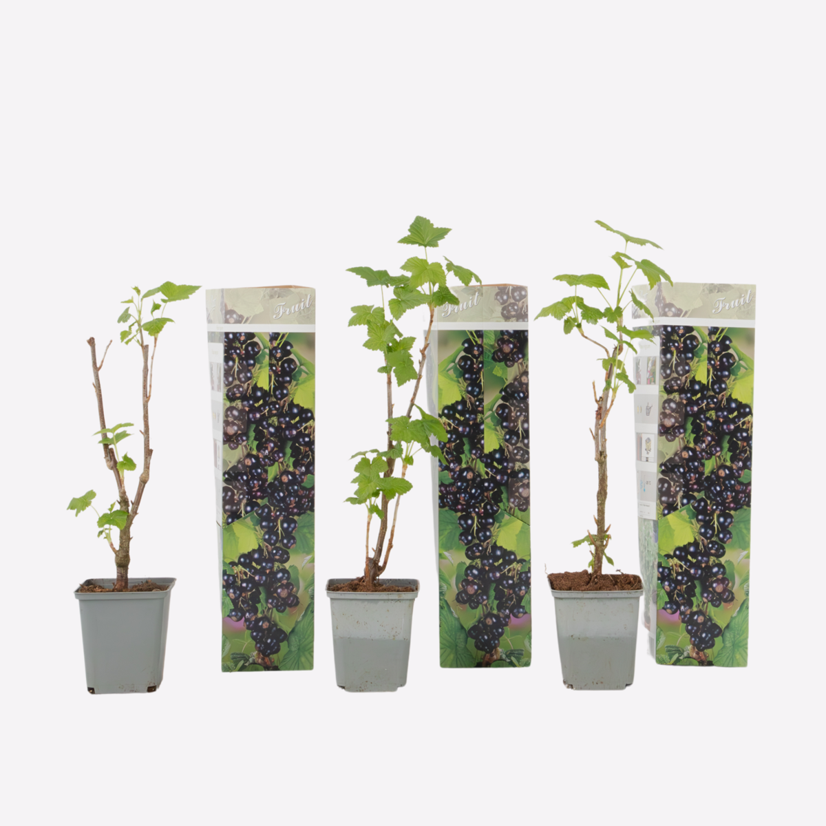 Oasis of Life - Wholesale Live plant - Black Currant – 3 Plants – Ribes nigrum – Height 25–40cm – Ø9cm – Vitamin-rich Berry Plant with High Yield – Hardy Fruit Shrub for Garden, Bed & Balcony0