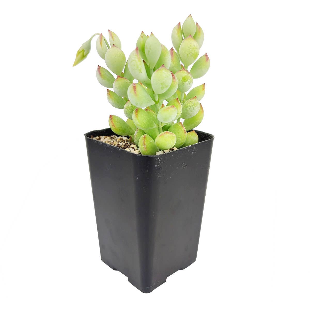 Best Plant Friend - Wholesale Succulent - Cotyledon Pendens - Cliff Cotyledon Succulents 4" Pot1