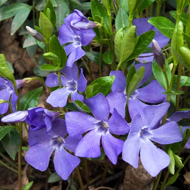 GardenPerspective - Wholesale Live Plant - 5 Periwinkle - Vinca Minor Perennial Live Bare Root Plamts