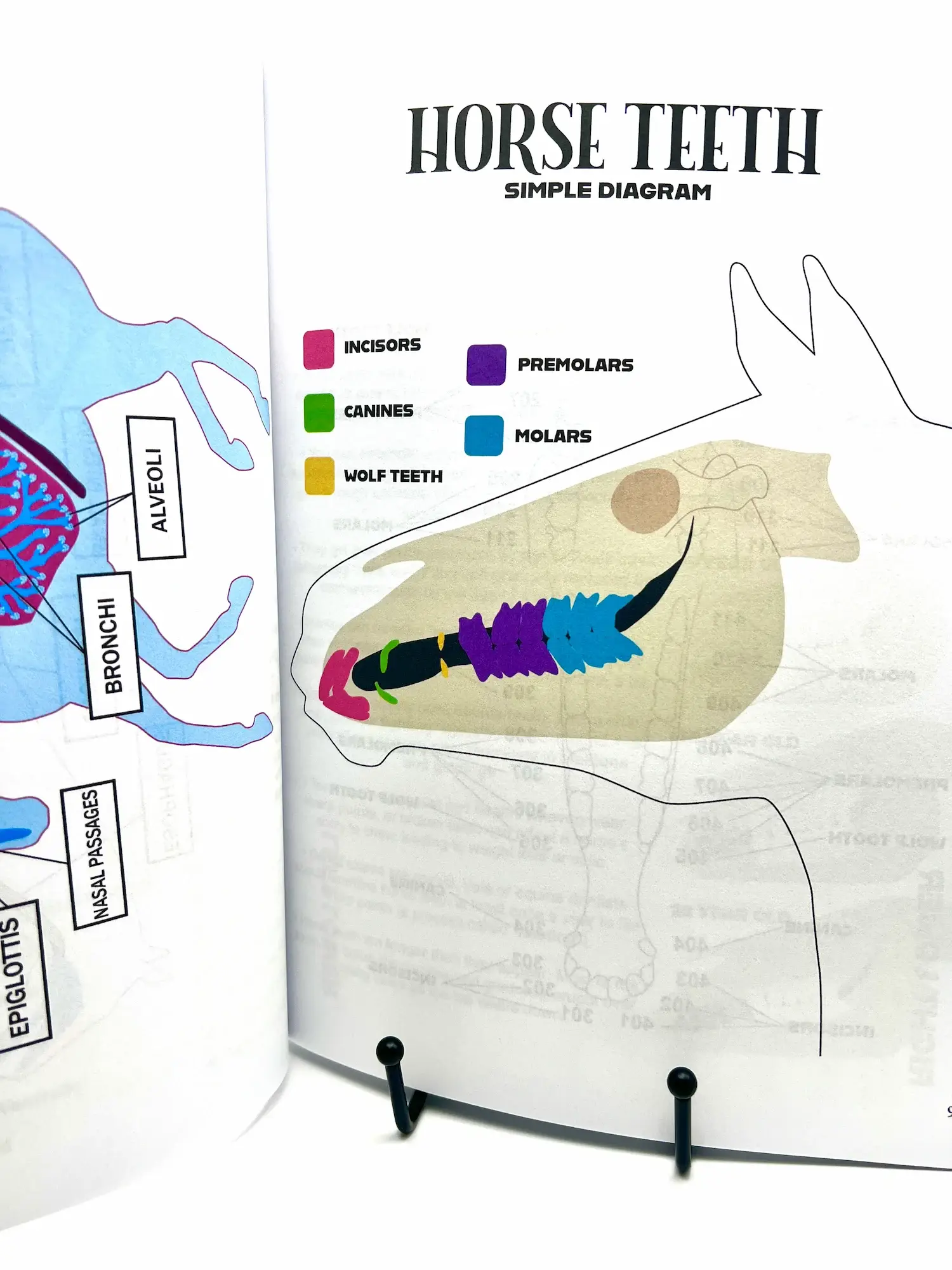 Circus Unicorn Shop - Wholesale Book - Kids - Horse Workbook Vol. II17