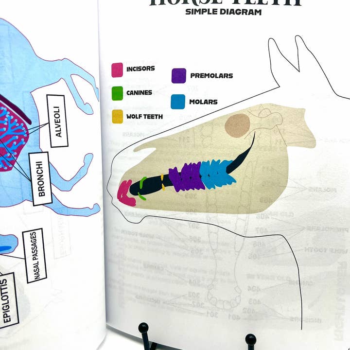 Circus Unicorn Shop - Wholesale Book - Kids - Horse Workbook Vol. II17