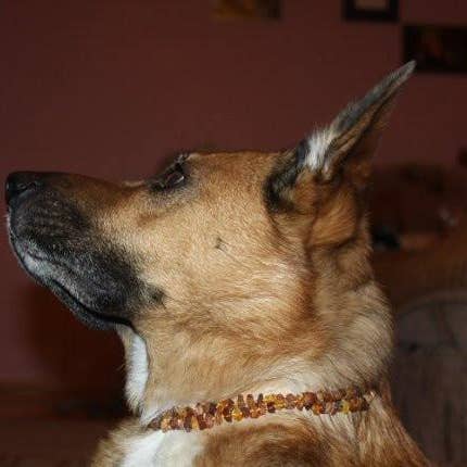 Baltic Essentials - Wholesale Pet collar – Cat/dog - Dog or Cat Pet Baltic Essentials Amber Repel Flea and Tick Collar Raw Multi3