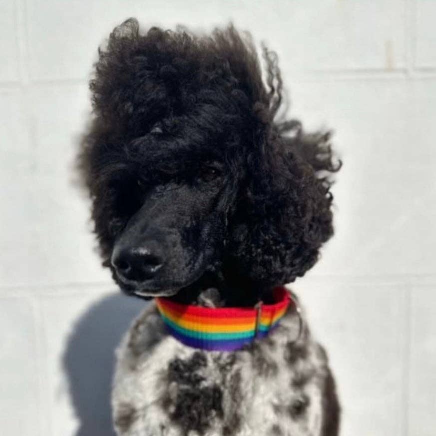 Creature Clothes – wholesale Pet collar – Dog – Martingale Dog Collar In Rainbow Pride3