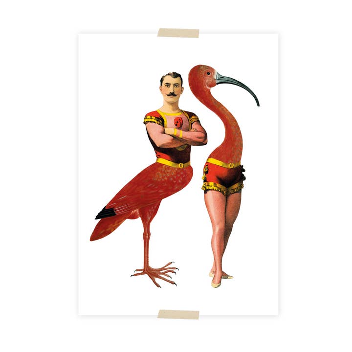 Lylies – wholesale Vykort – Collagevykort från museisamling – akrobat och ibis0