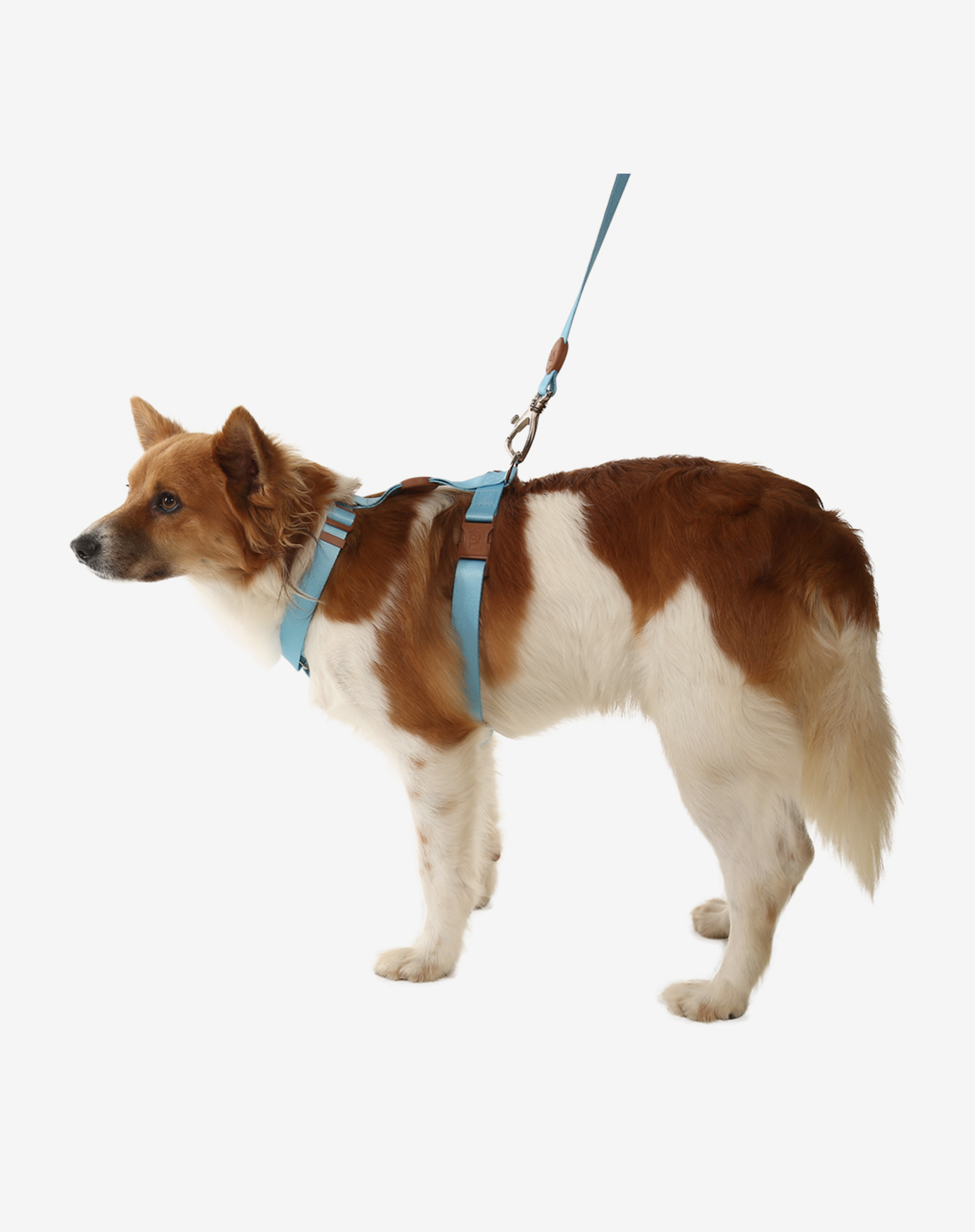 Toh - Wholesale Pet Leash - Dog - The H-Harness + Leash Set Blue1