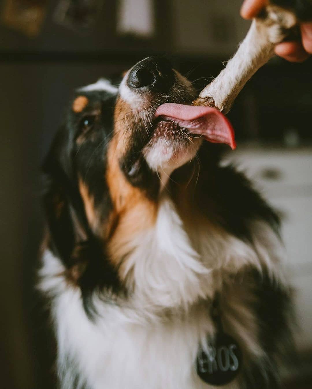 Naked Beasts, Inc. - Wholesale Pet Treats - Dog - Sheep Trotter - Limited Edition5