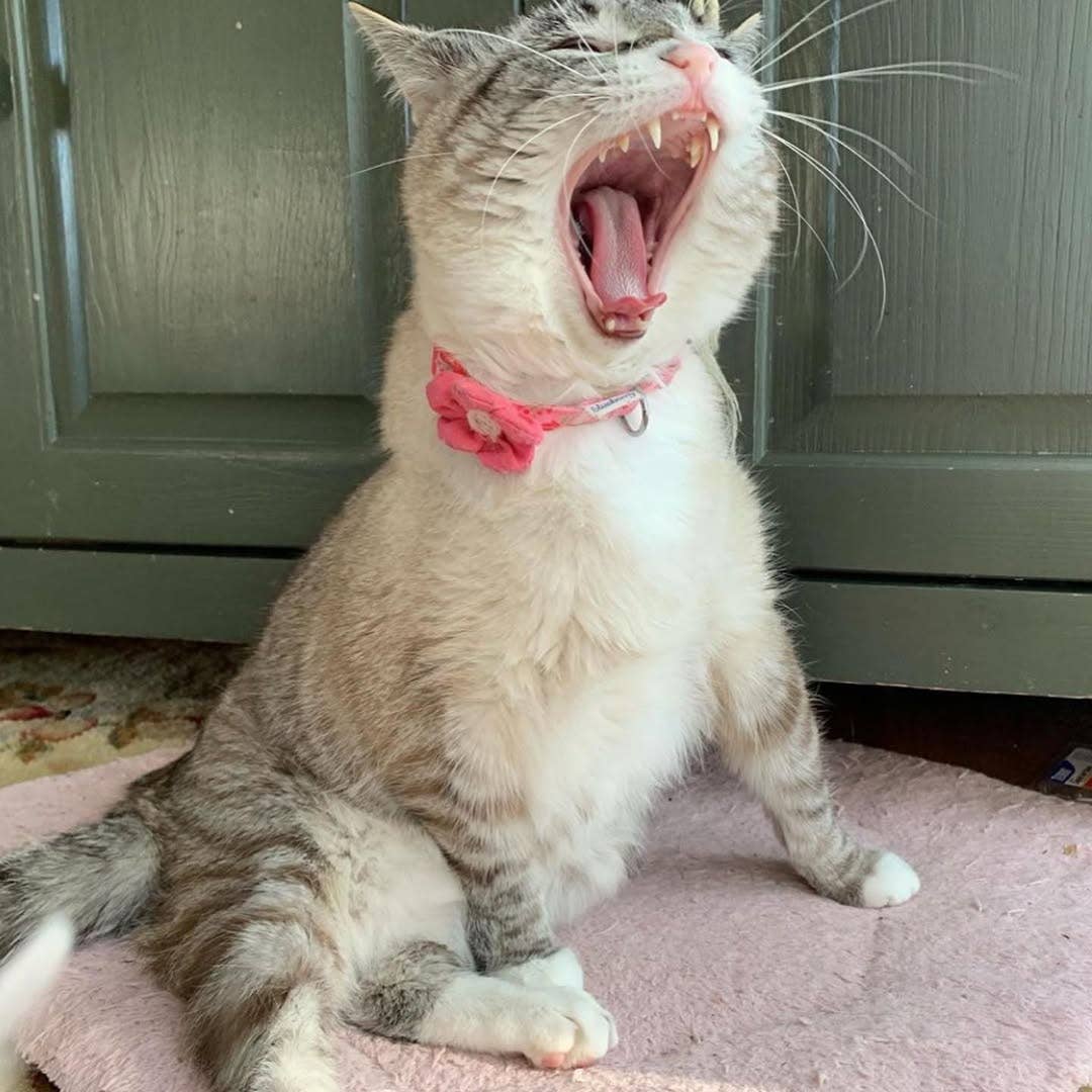 Lovely Cherry & Floral Cat Collar, 2 Pack for wholesale on Faire2