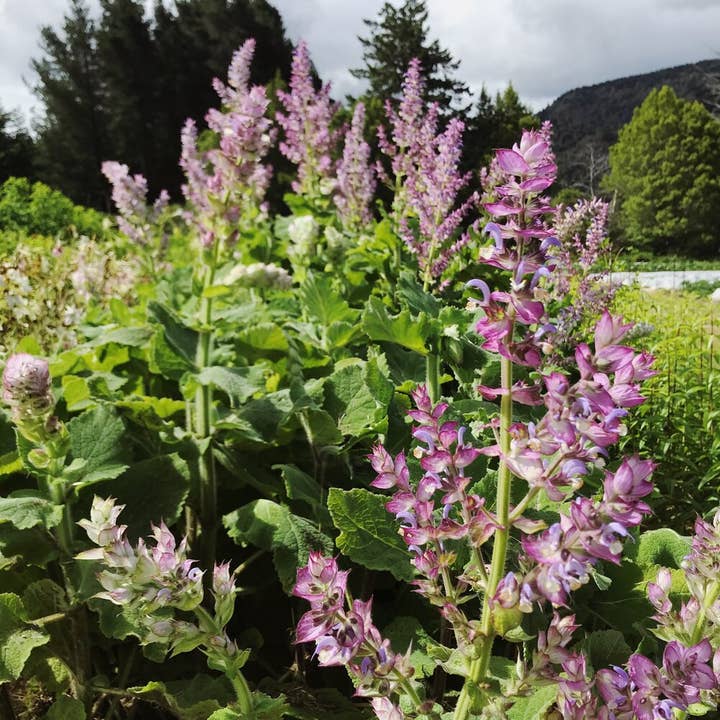 Root Rise Farm & Apothecary - Wholesale Face & Body Mist/Water - Clary Sage Hydrosol1