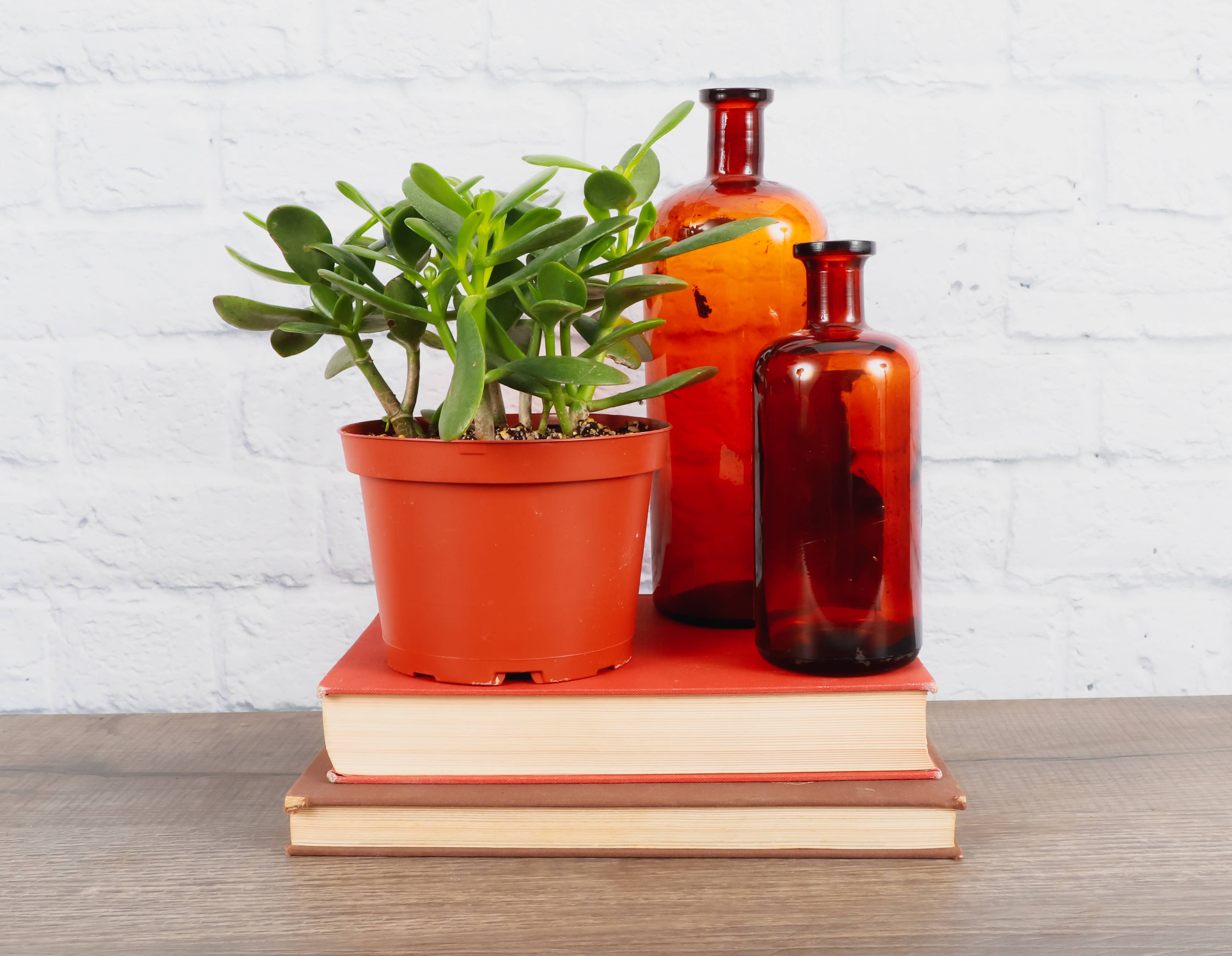 Thorsen's Greenhouse - Wholesale Succulent - Jade Succulent Plant - Live Plant6