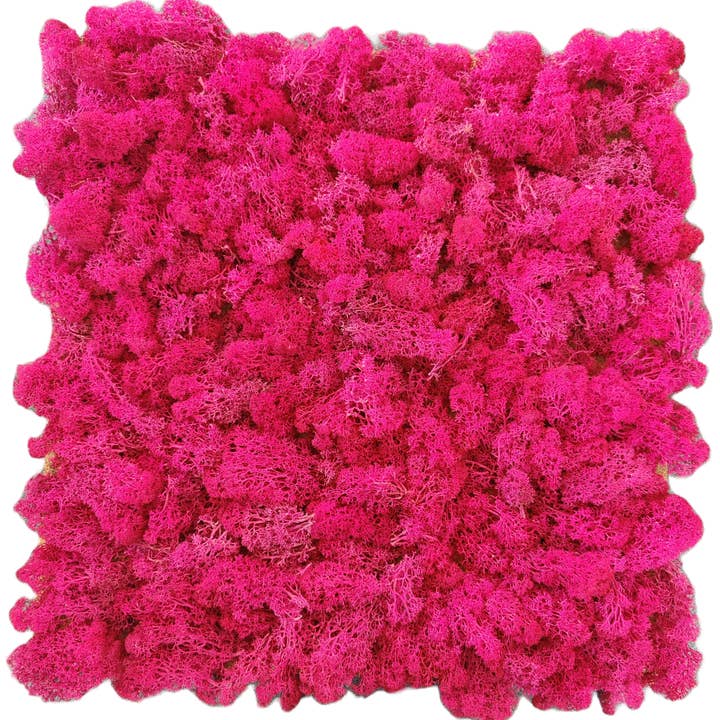 Moss House - Wholesale Decorative Panel - Reindeer Moss Lichen Panel 50x50 cm Fuchsia - MossHouse1