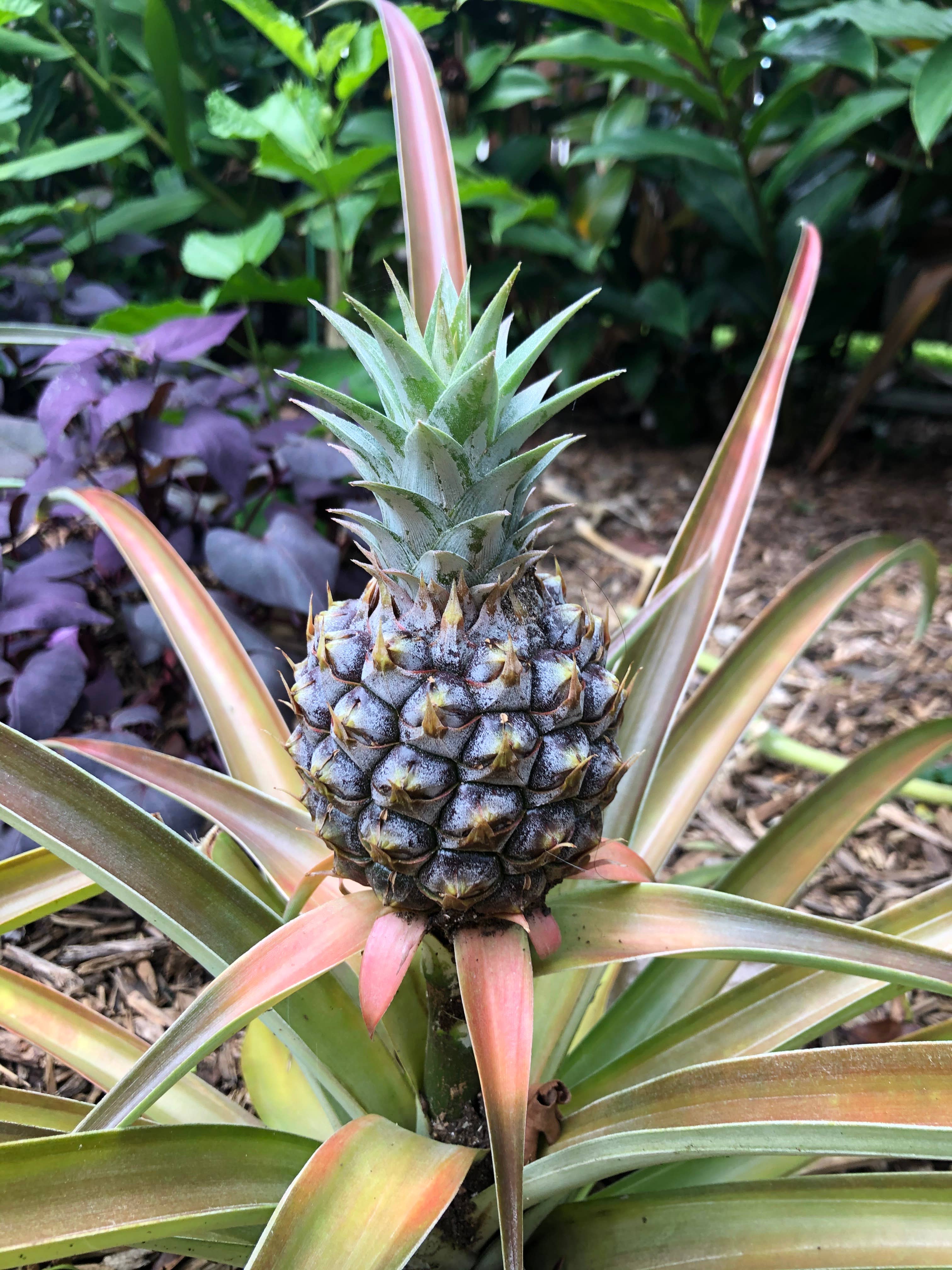 Aloha Bites – Geleia por atacado – Compota de Ananás Aloha Bites1