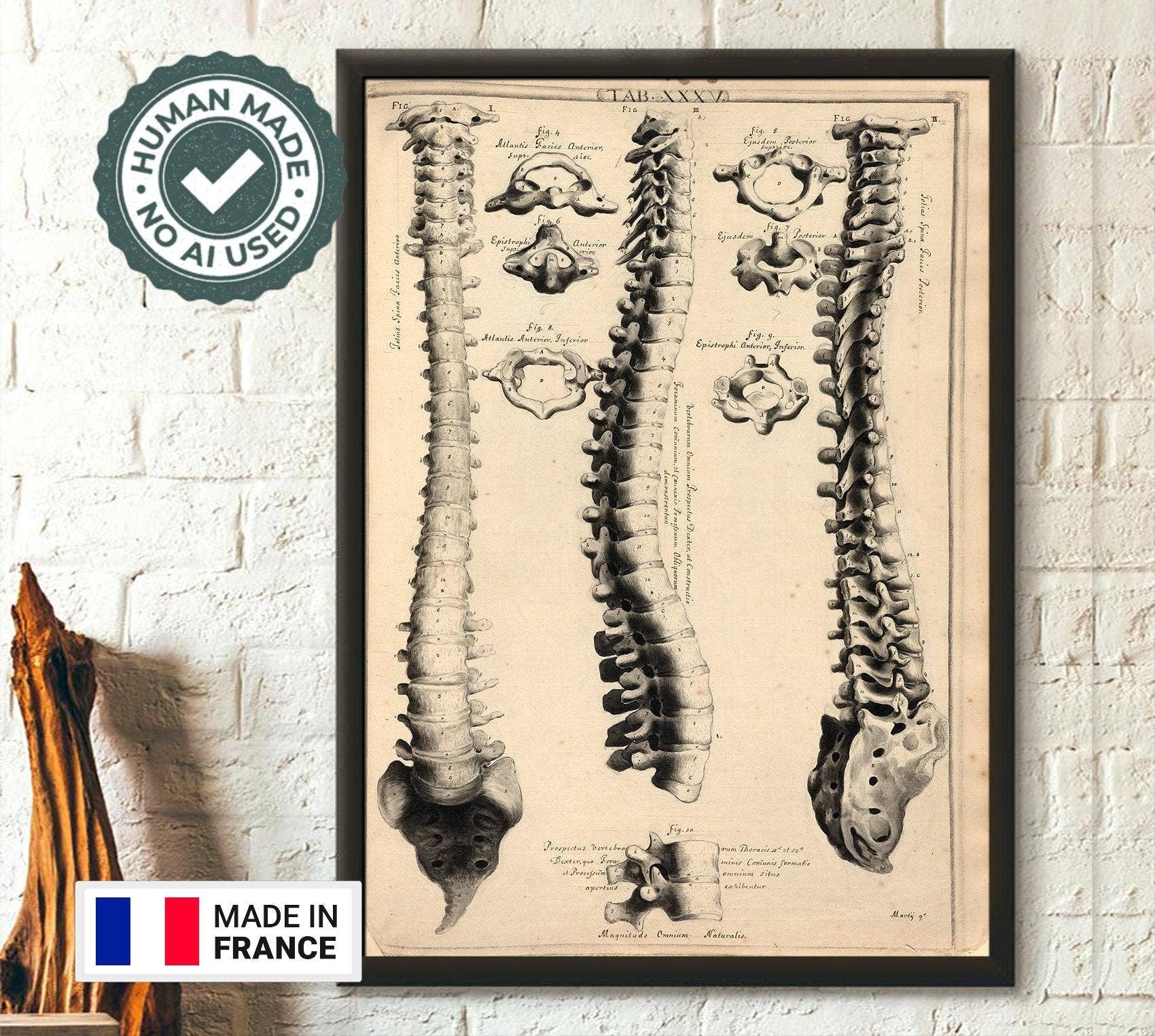 Vintage Wall Graphics - Wholesale Poster - Vintage anatomische wervelkolom print - 1729 medische kunst0