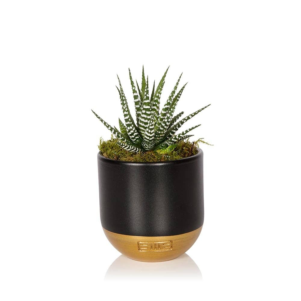 The Little Botanical - Wholesale Live Plant - Haworthia in Ceramic Pot for Indoor Décor6