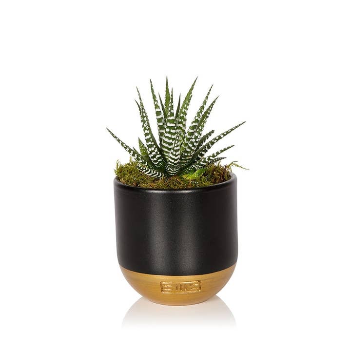 The Little Botanical - Wholesale Live Plant - Haworthia in Ceramic Pot for Indoor Décor6