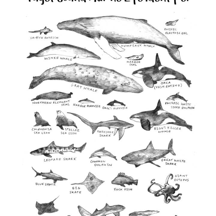 Impresión de Puget Sound Marine Life para venta al por mayor de IamBibby